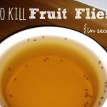 How to Kill Fruit Flies