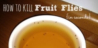 How to Kill Fruit Flies
