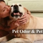 Homemade Solutions to Remove Pet Stains and Odor Removal from Carpet and Home