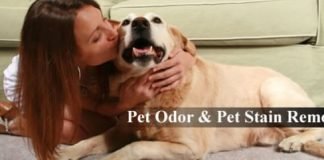 Homemade Solutions to Remove Pet Stains and Odor Removal from Carpet and Home