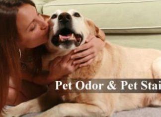 Homemade Solutions to Remove Pet Stains and Odor Removal from Carpet and Home