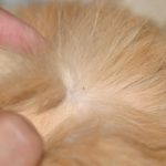 How to Get Rid of Fleas on Cats at Home