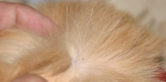 How to Get Rid of Fleas on Cats at Home