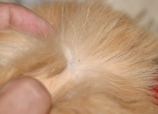 How to Get Rid of Fleas on Cats at Home