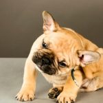 How to Get Rid of Fleas on Dogs at Home