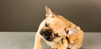 How to Get Rid of Fleas on Dogs at Home