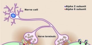 Home Remedies for Epilepsy Treatment Naturally