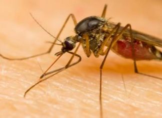 Home Remedies for Malaria Treatment Naturally