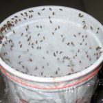 Homemade Traps to Get Rid of Fruit Flies Without Chemicals
