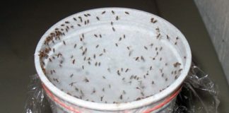 Homemade Traps to Get Rid of Fruit Flies Without Chemicals