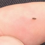 How to Eliminate a Flea Infestation in Your Home