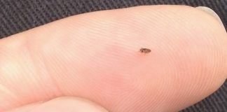 How to Eliminate a Flea Infestation in Your Home