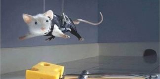 How to Get a Mouse Out of the House