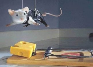How to Get a Mouse Out of the House
