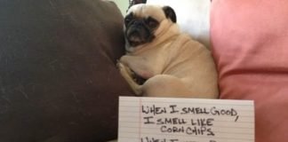 How to Make Your Dog Smell Better