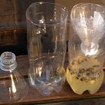 How to Make a Wasp Trap Soda Bottle Euro