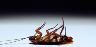 ammonia and fabric softener to kill roaches