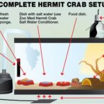 How to Care for Hermit Crabs