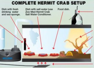 How to Care for Hermit Crabs