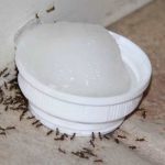 How to Get Rid of Ants Naturally Without Killing Them
