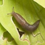 How to Get Rid of Garden Slugs