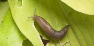 How to Get Rid of Garden Slugs