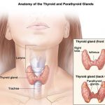 How to Heal Your Thyroid Naturally