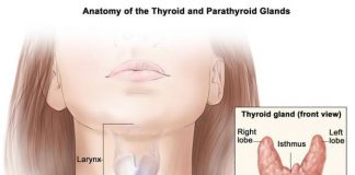 How to Heal Your Thyroid Naturally