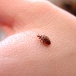 does peppermint oil repel bed bugs peppermint oil for bed bugs