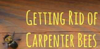 How to Get Rid of Carpenter Bees