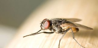 How to Get Rid of Flies at Home