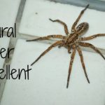 How to Make Spider Repellent at Home
