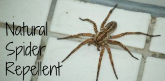 How to Make Spider Repellent at Home