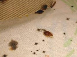 Natural Ways to Get Rid Of Bed Bugs