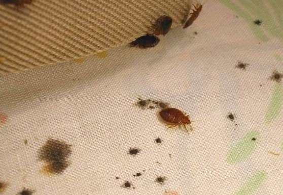 Illustration of Getting Rid Of Bed Bugs Naturally At Home Without Chemicals