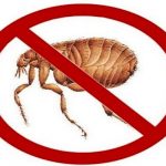 How to kill fleas