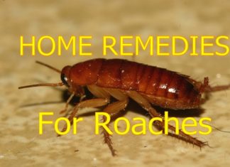 Home remedies for roaches cockroaches