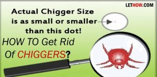 How to Get Rid of Chiggers