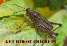 How to get rid of crickets