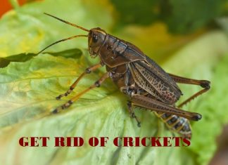 How to get rid of crickets
