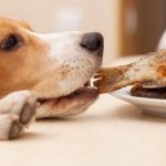 How to Use Fish Oil for Dogs