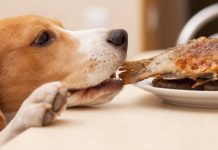How to Use Fish Oil for Dogs