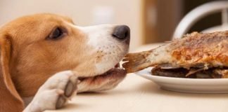 How to Use Fish Oil for Dogs