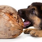 How to use Coconut Oil for Dogs?