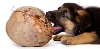 How to use Coconut Oil for Dogs?