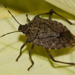How to Get rid of stink bugs?