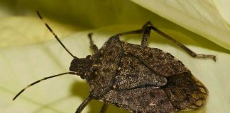 How to Get rid of stink bugs?