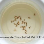 homemade fruit fly trap to get rid of fruit flies