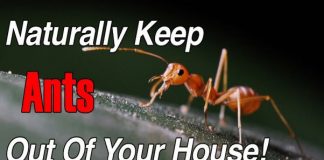 how to get rid of ants naturally fast