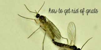 how to get rid of gnats naturally fast